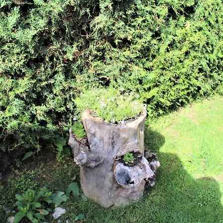 Brezata - Betula * Glavatartsi