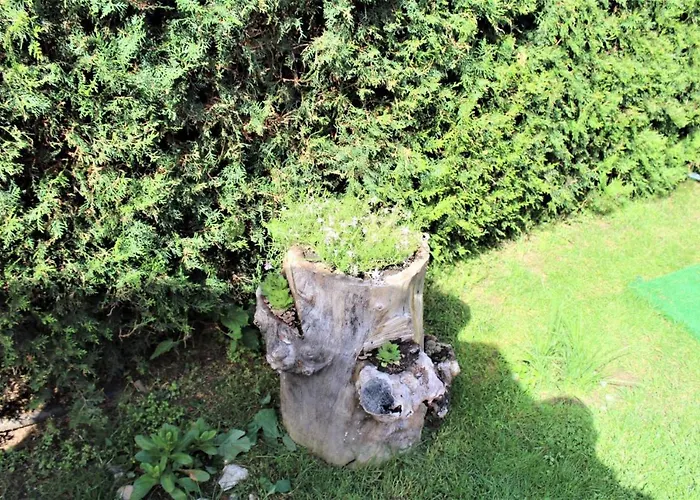 Brezata - Betula * Glavatartsi